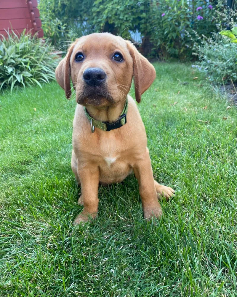 Lolle als Welpe: ein rotbrauner Labrador-Welpe sitzt im Gras und schaut in die Kamera